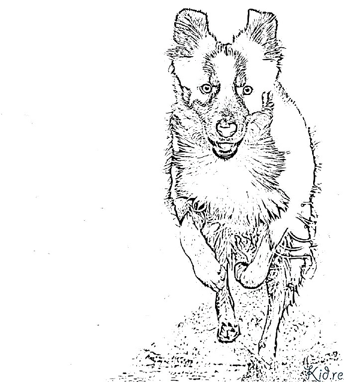 Border collie Coloring pages to print 🐶